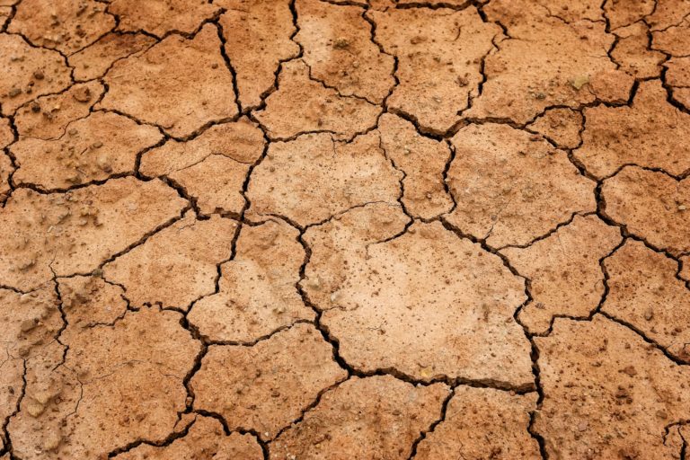 Wie die Landwirtschaft zu hohen CO2 Ausstoß beiträgt? - oekofreaks